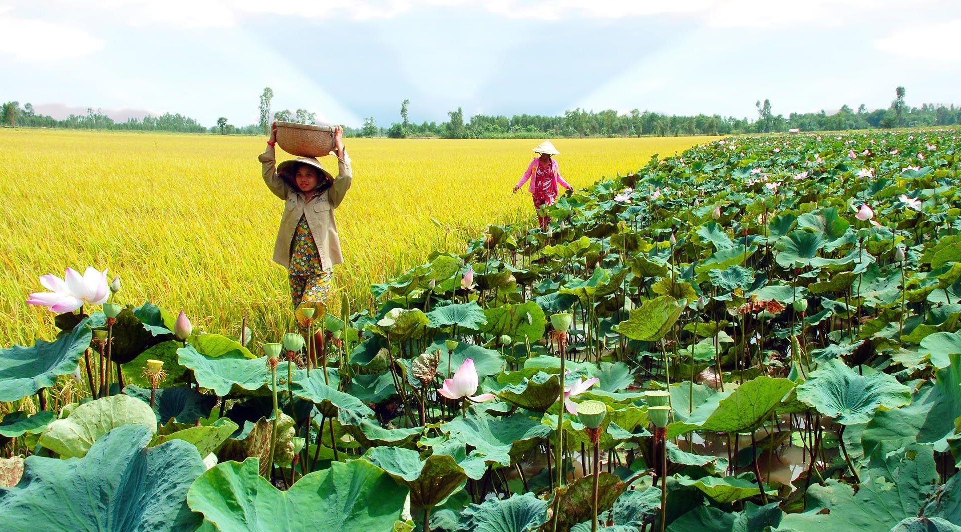 KHÁM PHÁ ĐỒNG THÁP - “VÙNG ĐẤT SEN HỒNG” NAM BỘ VIỆT NAM