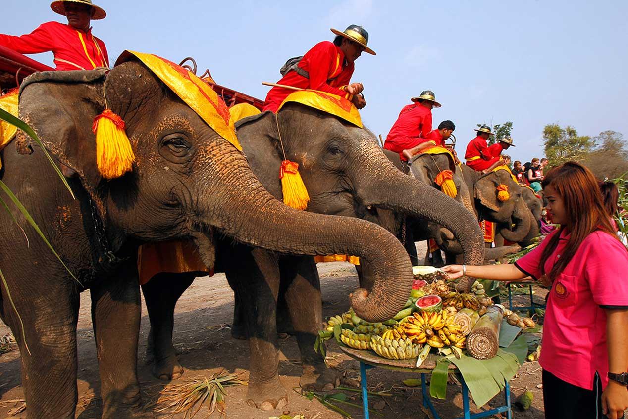 Lễ hội voi Surin ở Thái Lan