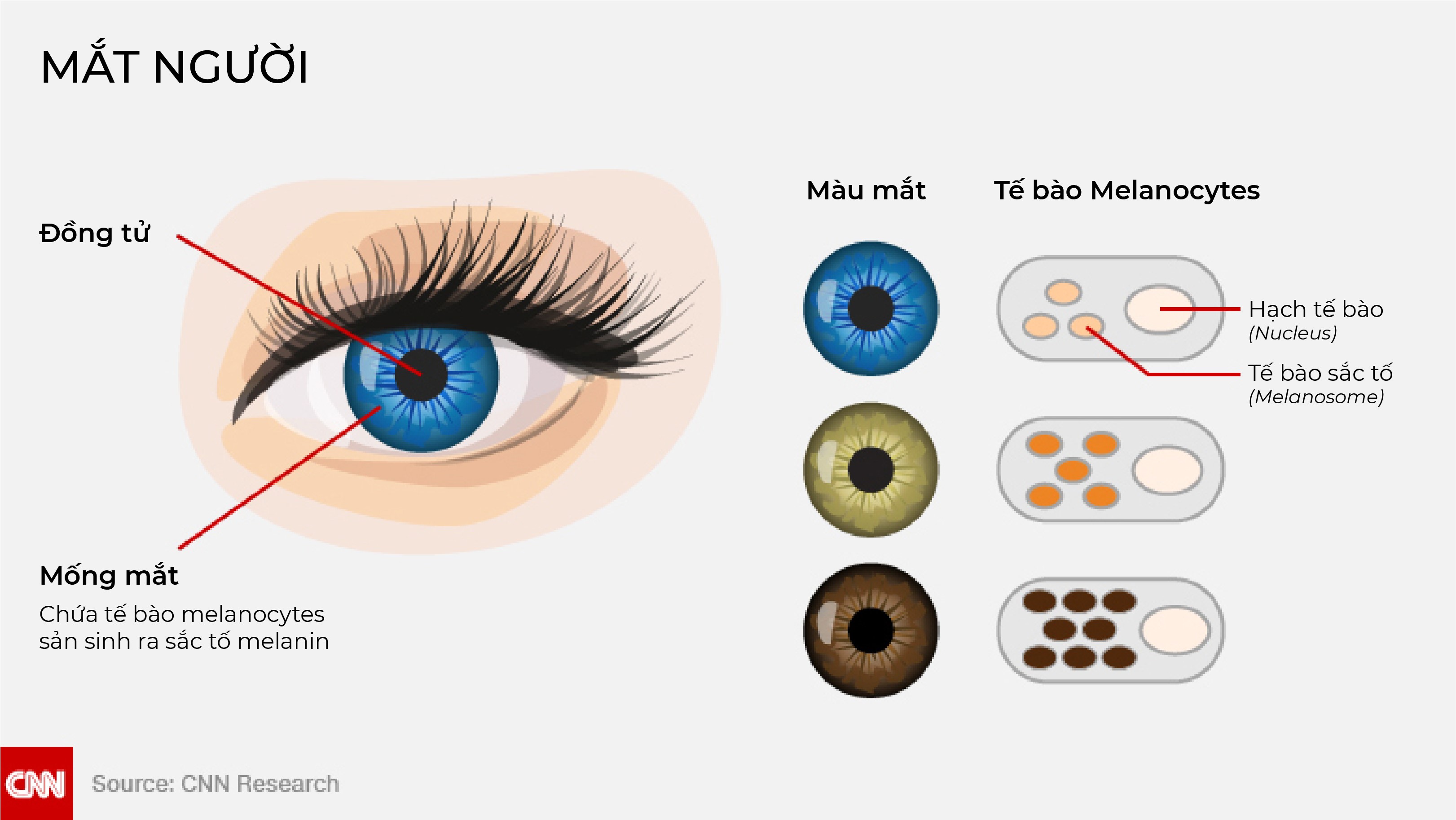 Tiếng Việt thời LM de Rhodes: các từ chỉ màu sắc như ‘mùi xanh, sắc xanh, sắc biếc’ (phần 18)