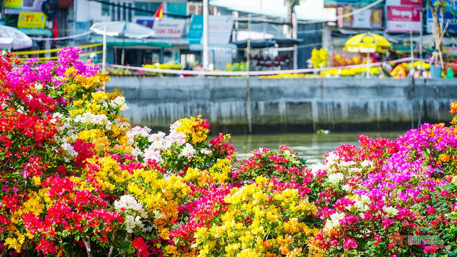 Hoa giữa tinh sương (Nguyễn Đình Minh Khuê)