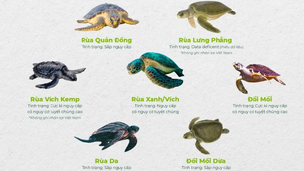 10 điều có thể bạn chưa biết về rùa biển
