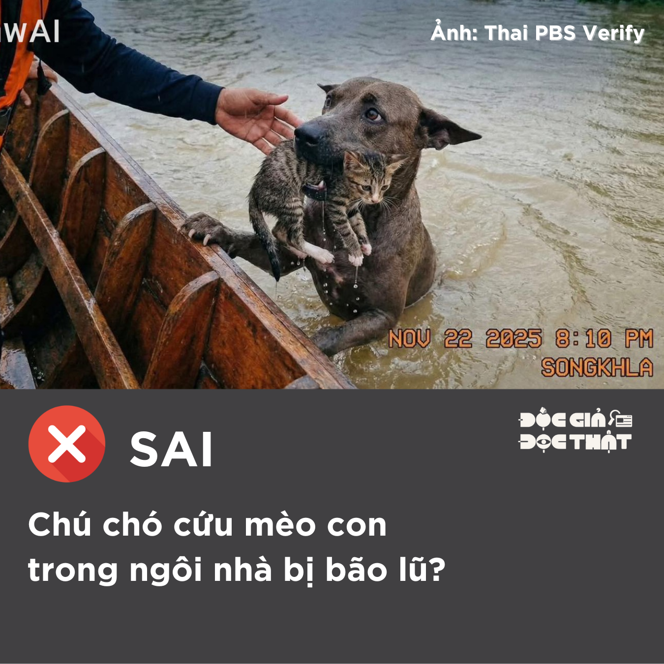 Chú chó cứu mèo con trong ngôi nhà bị bão lũ?